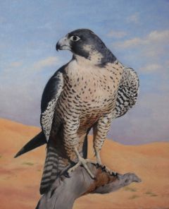 Falcon 61 x 50 cm