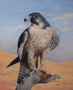 Faucon 61 x 50 cm